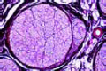 Peripheral nerve slide, cow