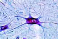 Motor nerve cells slide