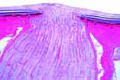 Eye of cat, posterior part with retina slide