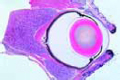 Eye of rat or guinea pig slide