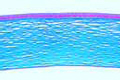 Cornea of eye  slide, pig