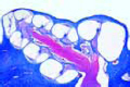 Cochlea slide (internal ear) from guinea pig