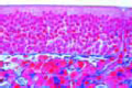 Olfactory region from nose of rabbit