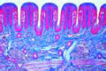 Taste buds slide, t.s. of papilla foliata in tongue of rabbit