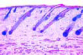 Human skin slide, from foetus