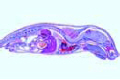 Young mouse slide, sagittal