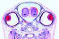 Young mouse, t.s. of head in region