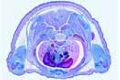 Young mouse, t.s. of thorax with heart, lungs