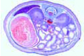 Young mouse, t.s. of abdomen with intestinal organs