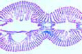 Mya arenaria slide, t.s. and l.s. of gills
