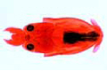 Alloteuthis slide, cuttlefish entire specimen