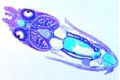 Alloteuthis, cuttlefish
