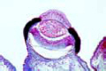 Pecten slide, clam, lens eye in section of mantle margin