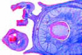 Octopus slide, cuttlefish