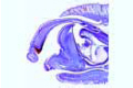 Snail slide, sagittal l.s. through the head