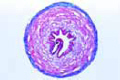 Helix pomatia, flagellum