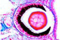 Helix pomatia, antenna with highly developed lens eye