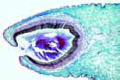 Haliotis slide, marine snail