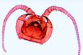Lithobius slide, head with poison fangs