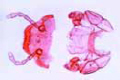 Julus, head with mouth parts (gnathochilarium slide)