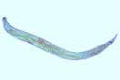 Enterobius vermicularis slide