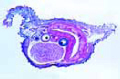 Peripatus slide, connecting link between annelida and arthropoda