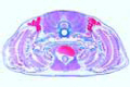 Scyllium slide, dogfish slide