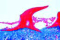Scyllium, skin with placoid scales
