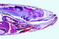 Fresh water fish, head with brain sagittal