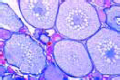 Cyprinus slide, ovary