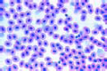 Cyprinus, blood smear slide