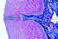 Cyprinus, barb (tactile organ slide)