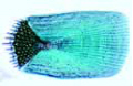 Ctenoid scales slide