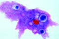 Amoeba proteus slide, showing nucleus
