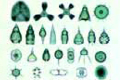 Radiolaria slide, mixed species showing different forms