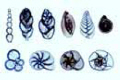 Foraminifera slide, mixed species showing different forms