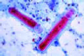 Gregarina slide, in smear from mealworm (Tenebrio slide)