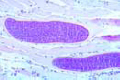 Sarcocystis tenella slide