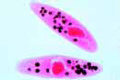 Paramecium slide, food vacuoles and nuclei