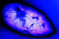Paramecium, pellicle stained after Bresslau
