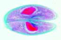 Paramecium, in conjugation, nuclei stained