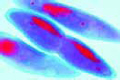 Paramecium, in fission, nuclei stained