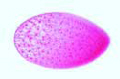 Opalina ranarum slide, smear from frog intestine