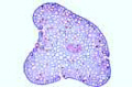 Psilotum slide, t.s. of stem