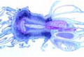 Isoetes slide, quillwort slide