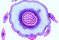 Lycopodium slide, t.s. of stem