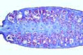 Equisetum, mature strobilus