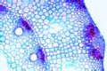 Equisetum slide, rhizome