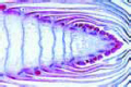 Equisetum, l.s. of stem tip