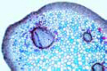 Aspidium slide, stem with bundles